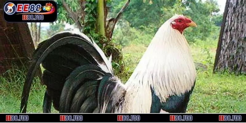 Cách chọn gà tre thi đấu hiệu quả nhất