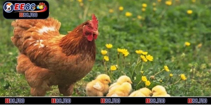 Luận giải những ý nghĩa sâu sắc từ giấc mơ thấy gà