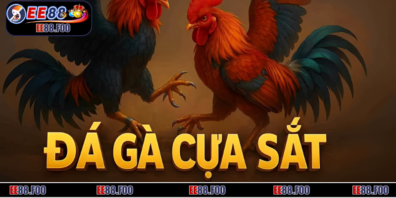 Luật gia nhập tân binh cần biết trong chọi kê cựa sắt 2025